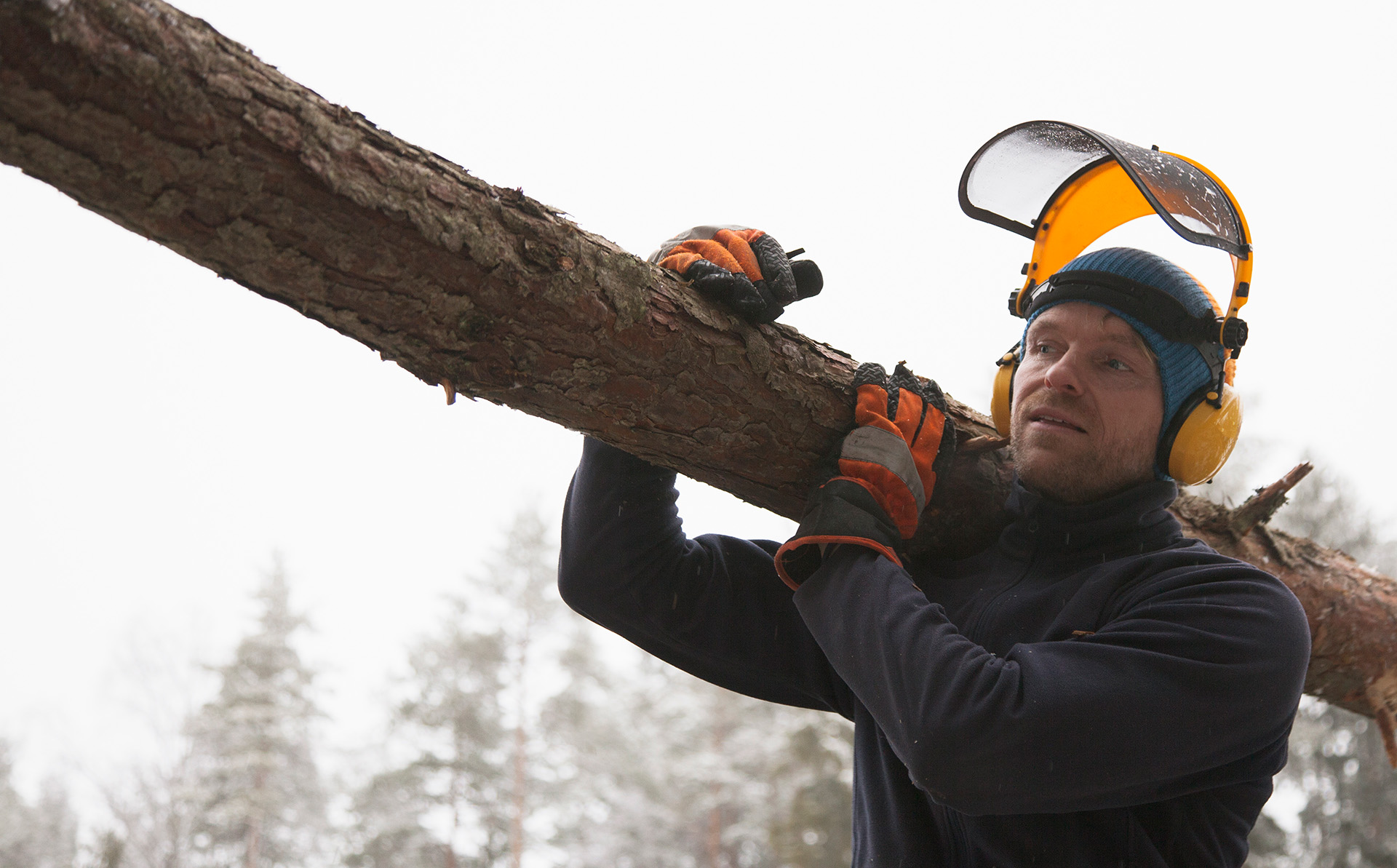lake tahoe tree service